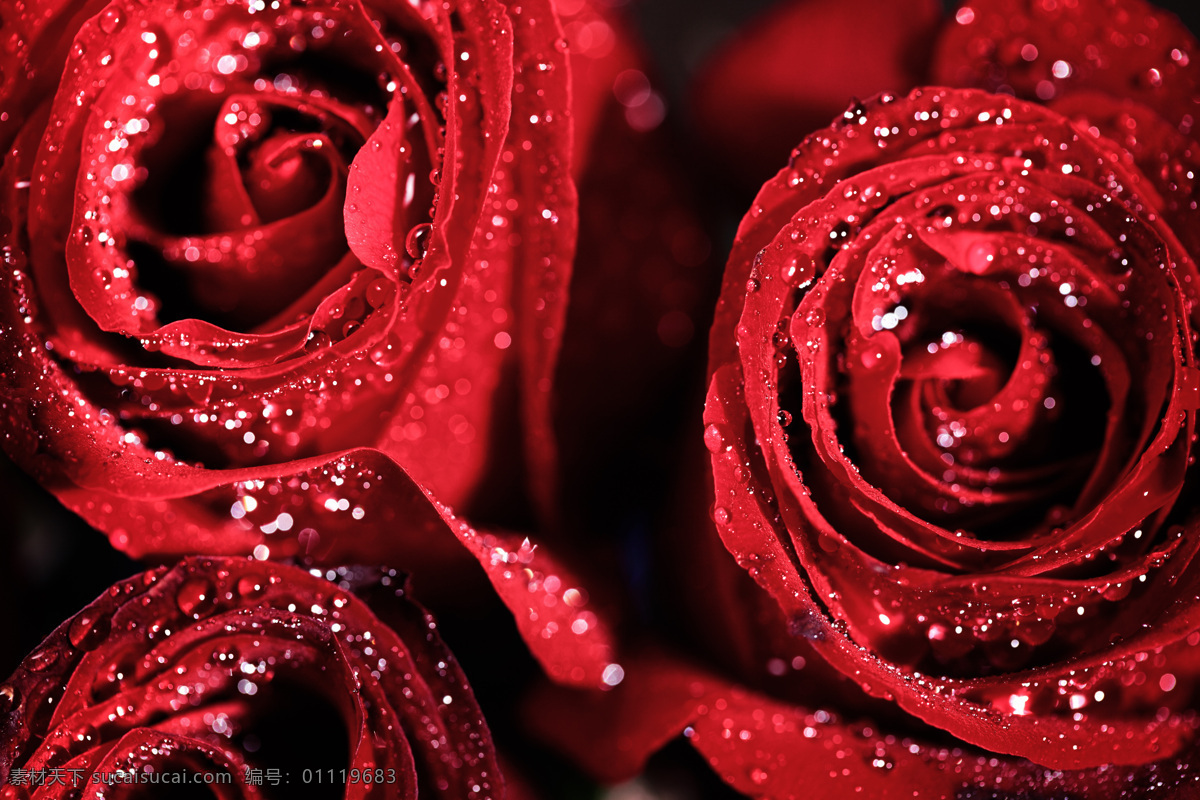 爱心 背景 情人节 红色 浪漫 玫瑰花 玫瑰花背景 水珠 新鲜 爱心图片 生活百科