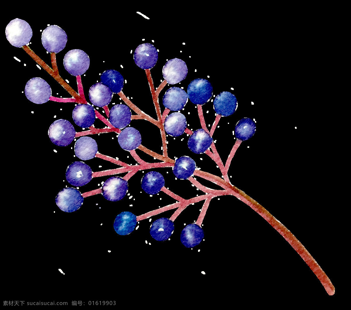 手绘 株 紫色 野果 装饰 果实 免扣素材 树枝 透明素材 枝桠 植物 装饰图片