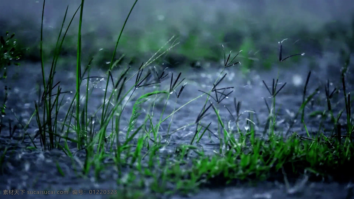 下雨 雨水 大雨 积水 小草 草地 天气 自然气候 自然景观 摄影图片 自然风景