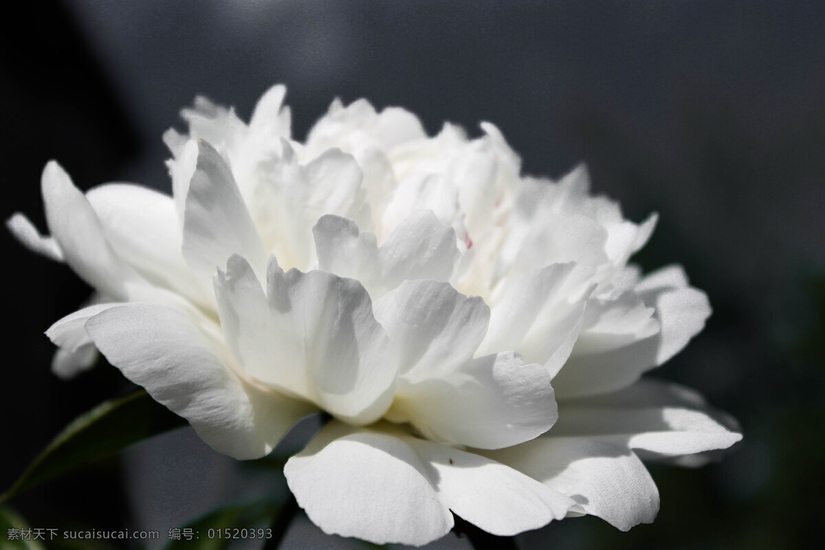 唯美 白色 牡丹花 鲜花 花卉 花朵 花草