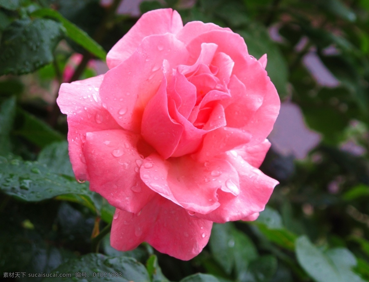 月季花 粉花 雨中花 雨滴 水滴 叶子 绿叶 盛开 花叶 花瓣 花朵 花草 生物世界