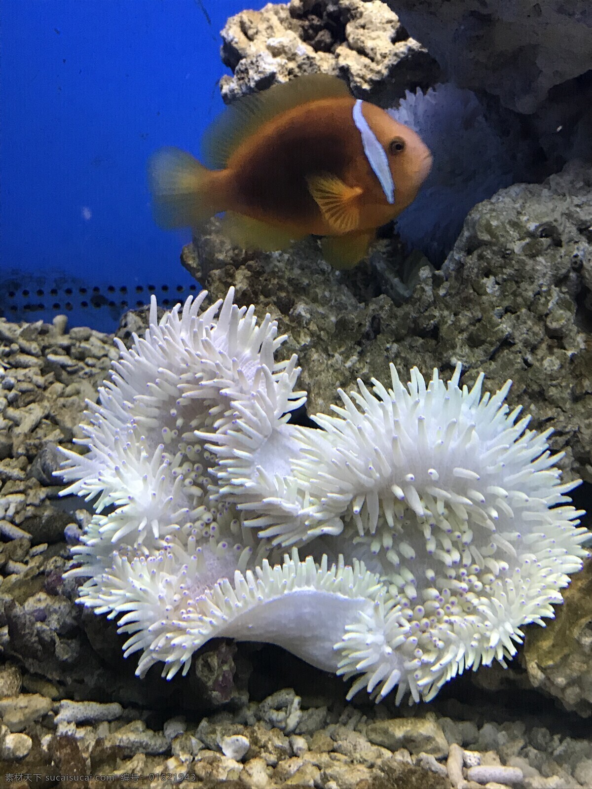 海葵摄影 海葵 海洋 生物 白色 海底 海底世界 生物世界 海洋生物 水下