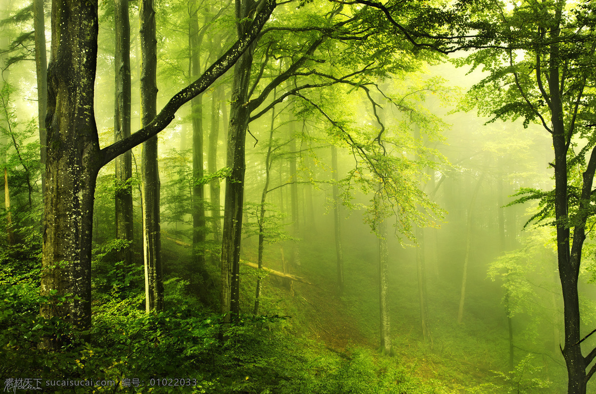 原始森林 森林 绿色 雾气 树林 自然风景 自然景观