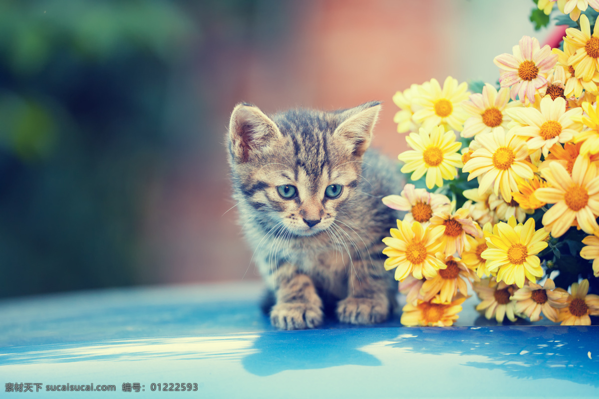 动物 小动物 宠物 高清图 可爱 黄色 猫咪 玩耍 戴帽子 自然景观 自然风景