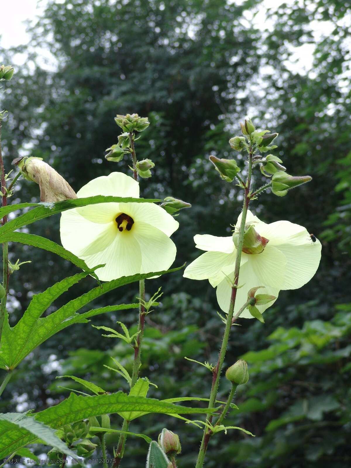 黄秋葵的花 黄秋葵 花草 生物世界