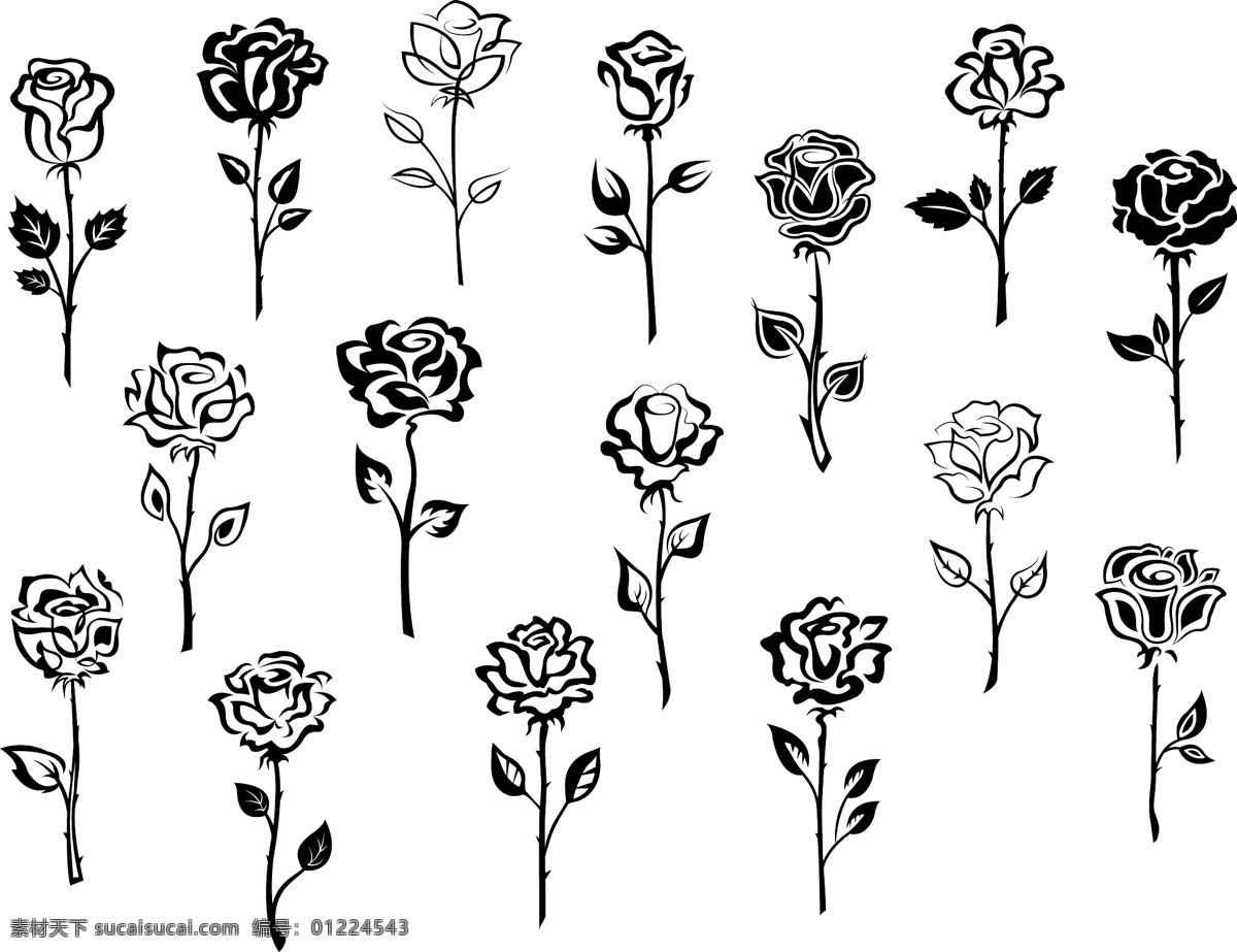 插画 黑白 花朵 剪影 玫瑰花 手绘 植物