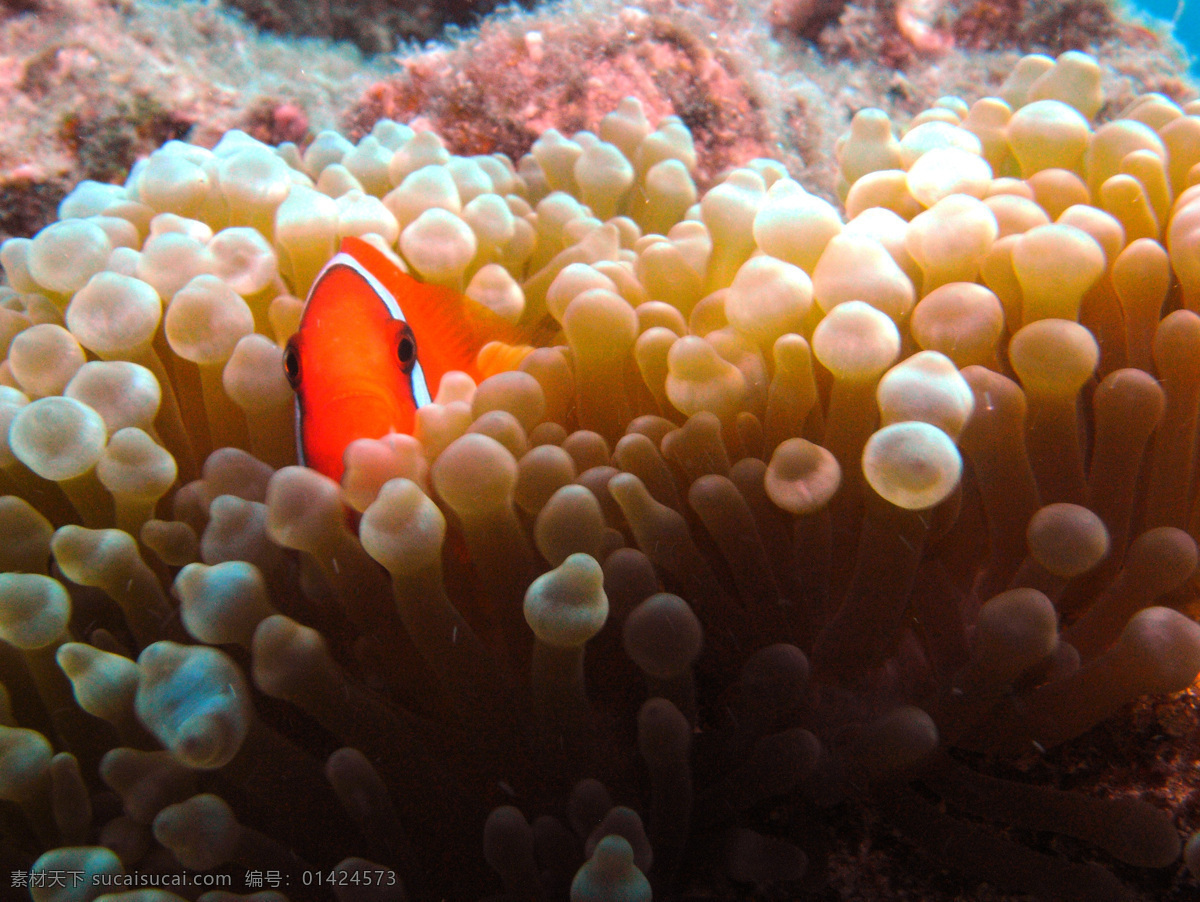 海洋生物 海底世界 海洋 礁石 生物世界 鱼 鱼类 珊蝴礁石 珊蝴 海底景色
