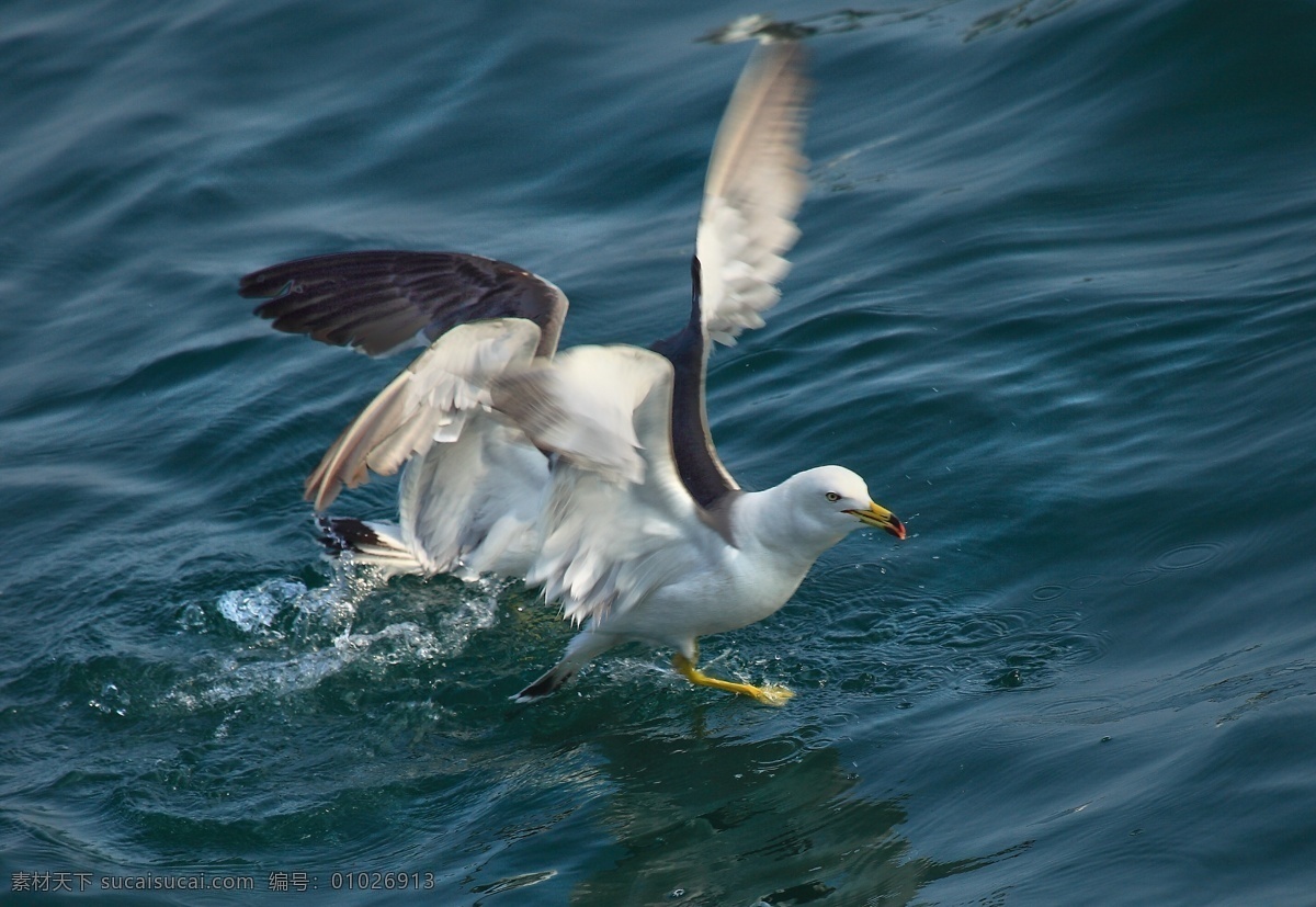 翅膀 动物 飞翔 海鸥 鸟 鸟类 起飞 起航 游戏 生物 青海湖 展翅欲飞 生物世界 psd源文件