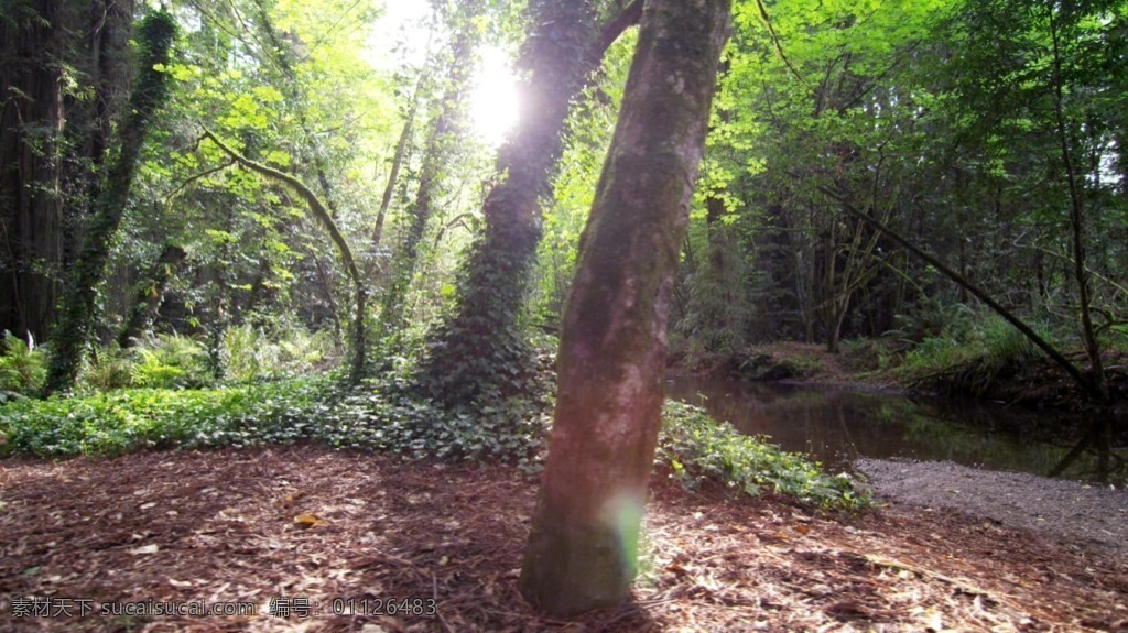 大自然 树木 生长 高清 视频 拍摄 镜头 树林 阳光 穿透 小河流 高清视频拍摄