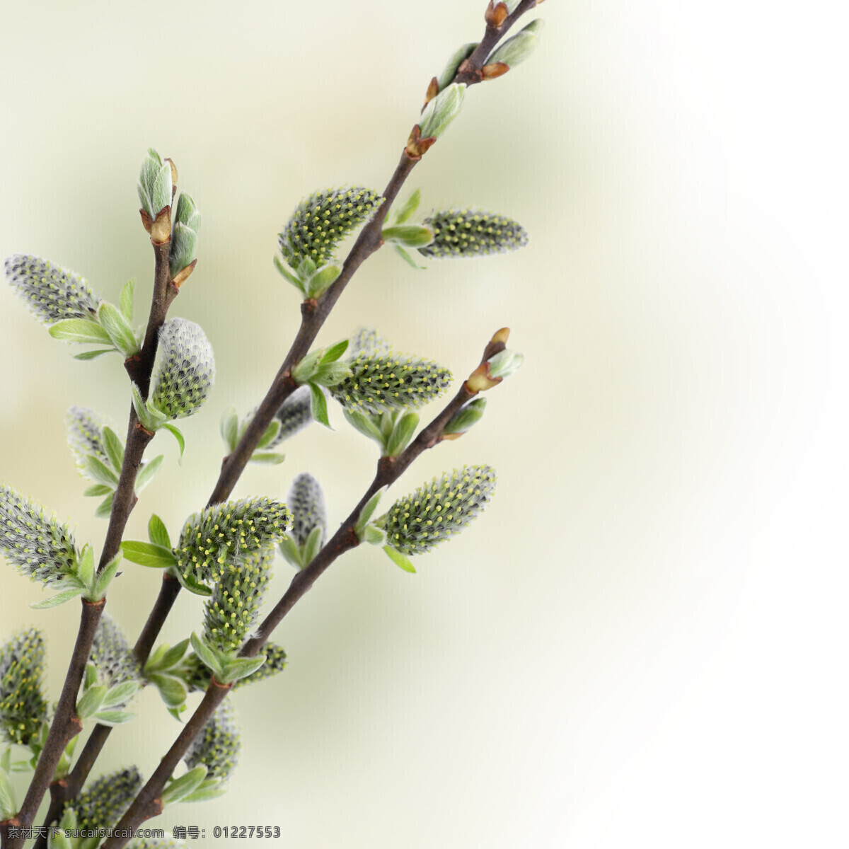 鲜花背景 花朵 花卉 鲜花 树枝 梦幻背景 花草树木 生物世界 白色