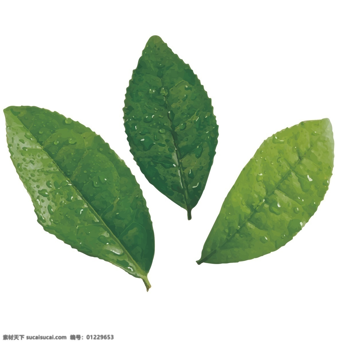 茶叶 叶子 三片 矢量 绿色 分层
