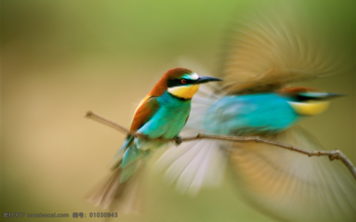 蜂鸟 舞动 自然 风景 高清大图 生物世界 鸟类