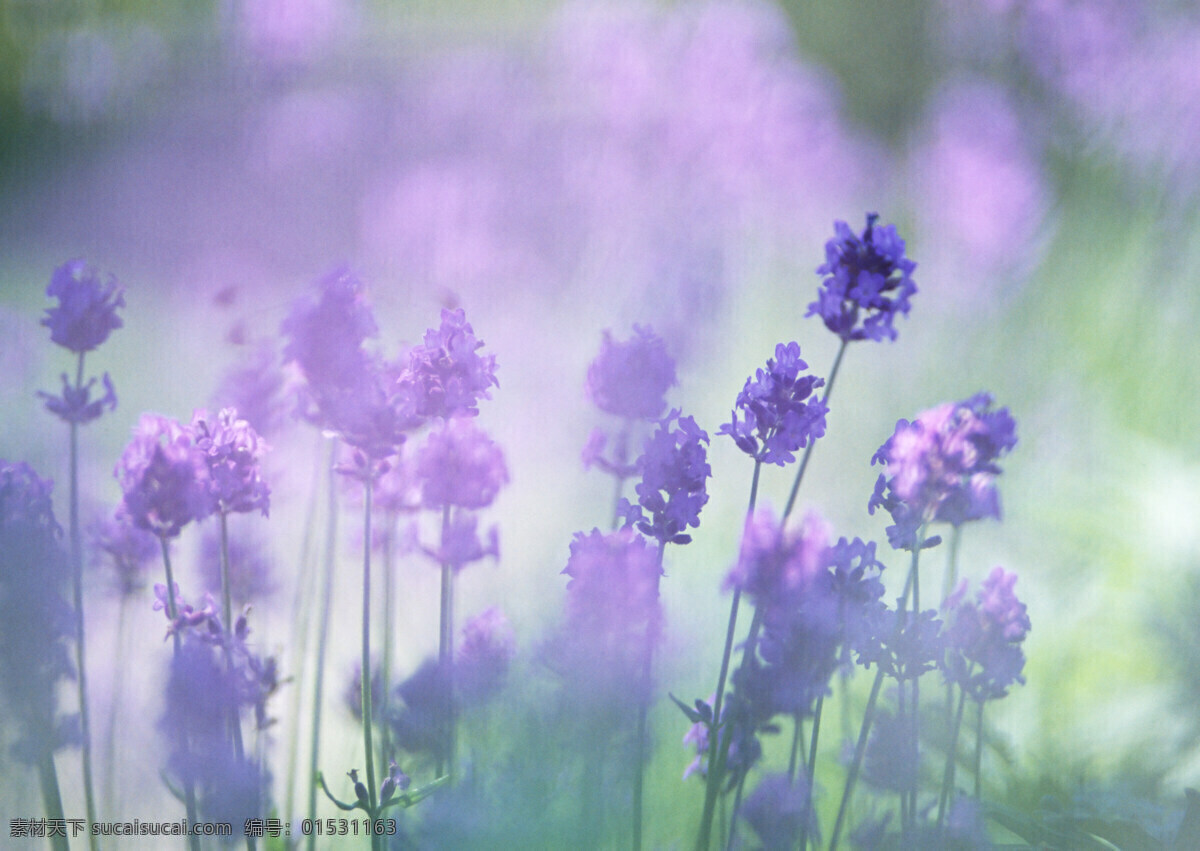 梦幻 紫色 鲜花 野花 花朵 绿色 清新 清爽 鲜花背景 背景素材 美丽风景 摄影图 高清图片 花草树木 生物世界