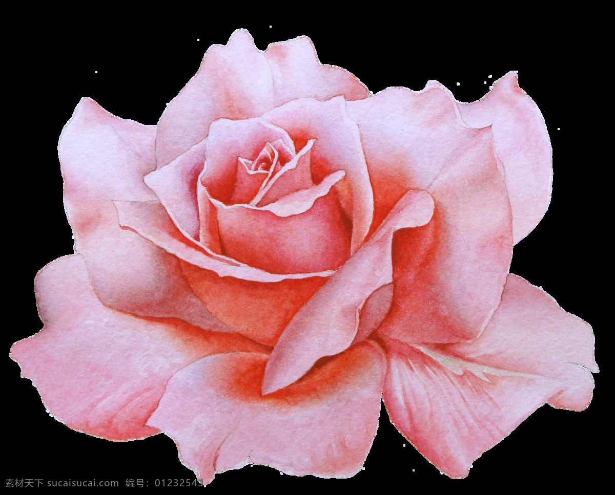 手绘 朵 盛开 玫瑰花 透明 逼真 粉红色 花卉 免扣素材 透明素材 唯美 香槟玫瑰 装饰图案