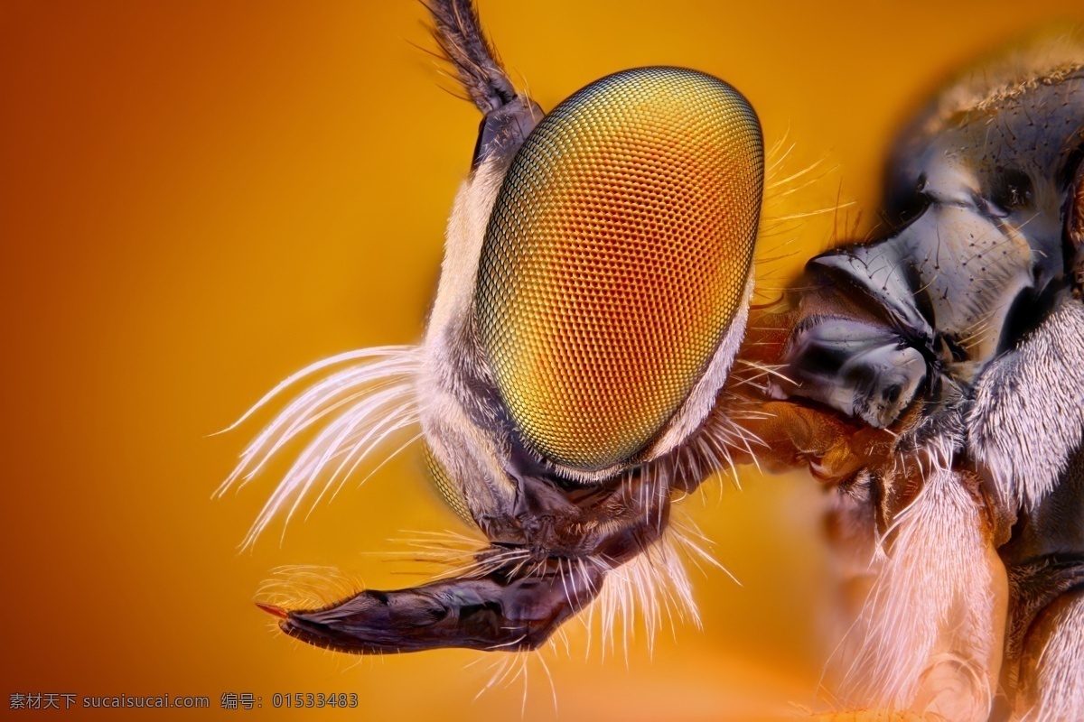 虫类微距摄影 虫 类 微 距 彩色微距 昆虫 虫类 微距摄影 昆虫眼睛 昆虫动物 昆虫世界 生物世界 橙色