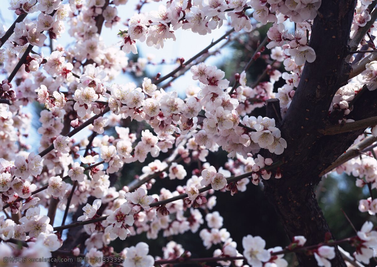 桃树 开花 花卉 自然风景 生物世界 鲜花 花卉风景 春天景象 桃花 桃树开花 桃树园 花草树木