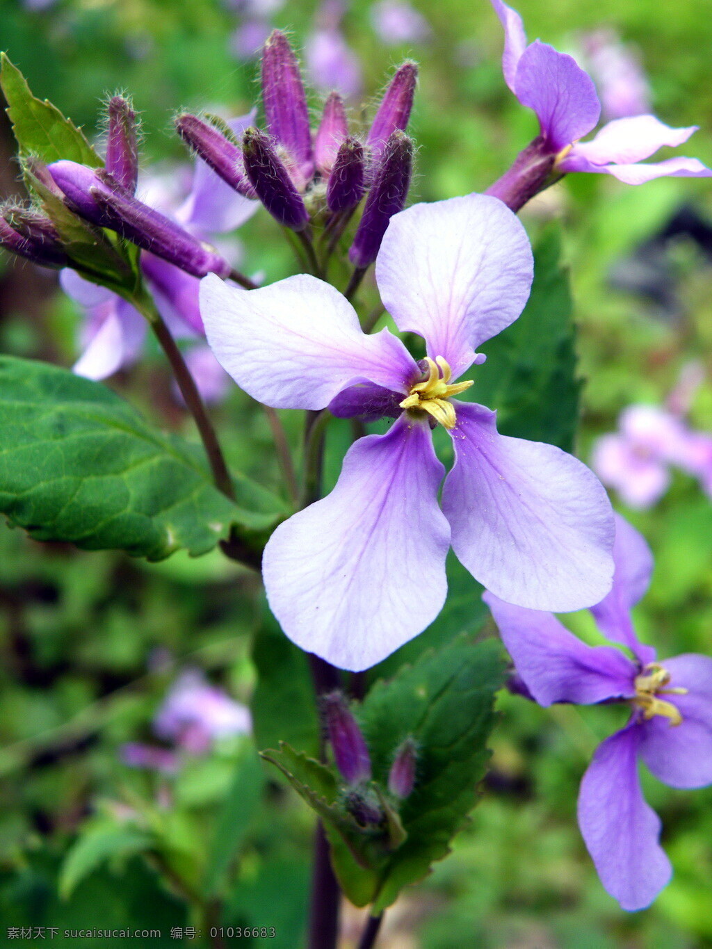 二月兰 诸葛菜 菜子花 紫金花 花草 生物世界