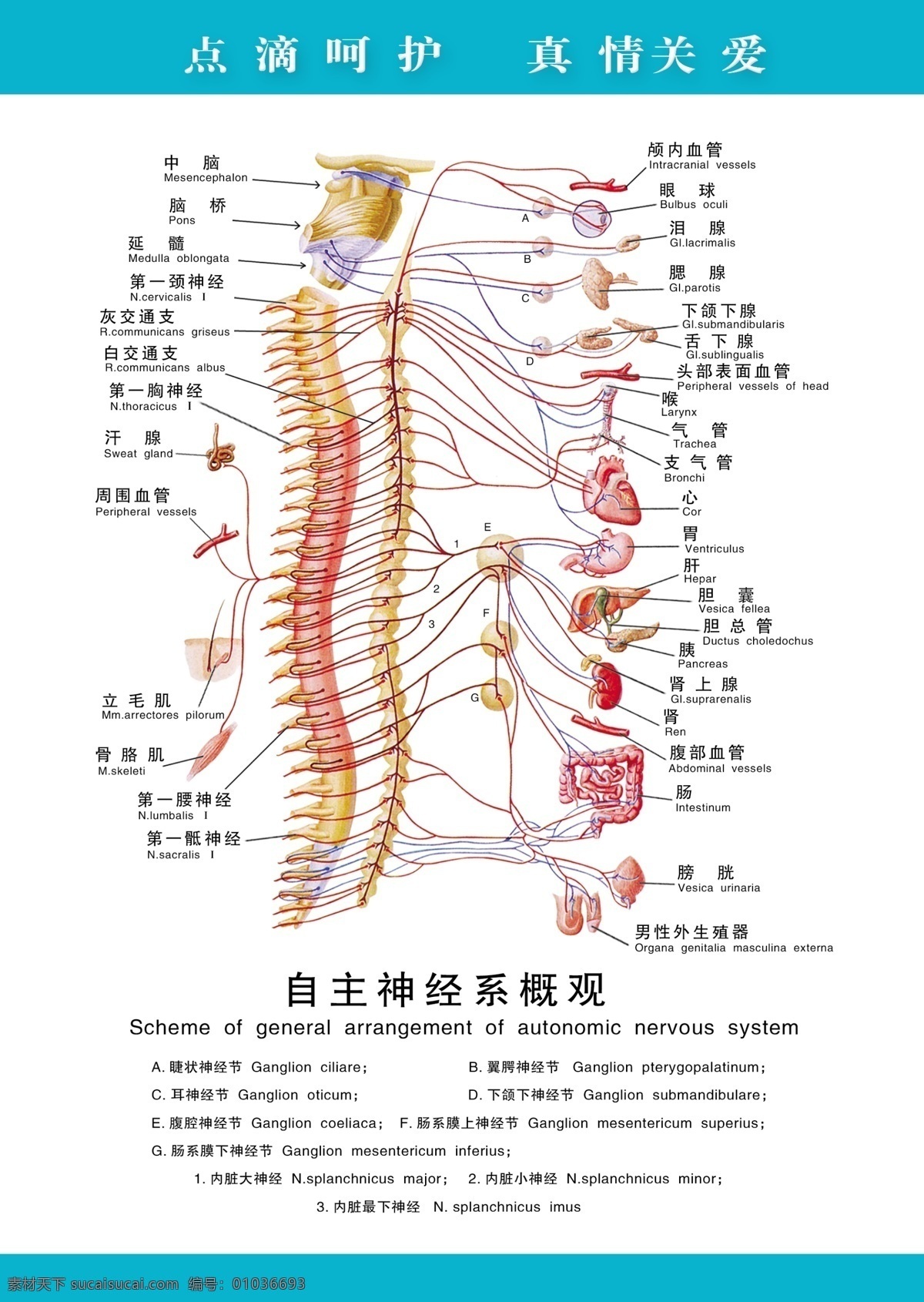 自主神经 系 概观 解剖 图 解剖图 医学挂图 神经解剖图 医用素材 神经系统 医院挂图 内科 展板模板 广告设计模板 源文件
