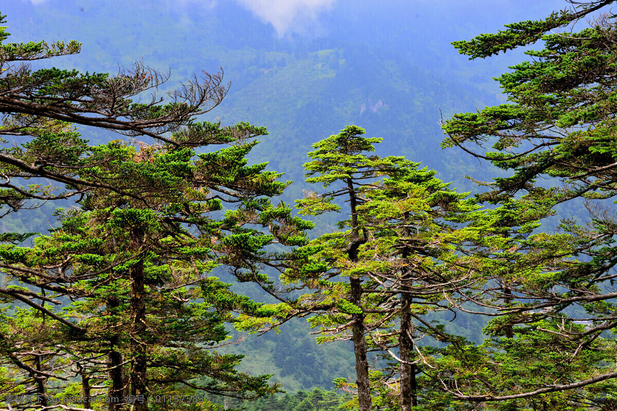 山林 松柏 松树 山川 林木 自然景观 山水风景