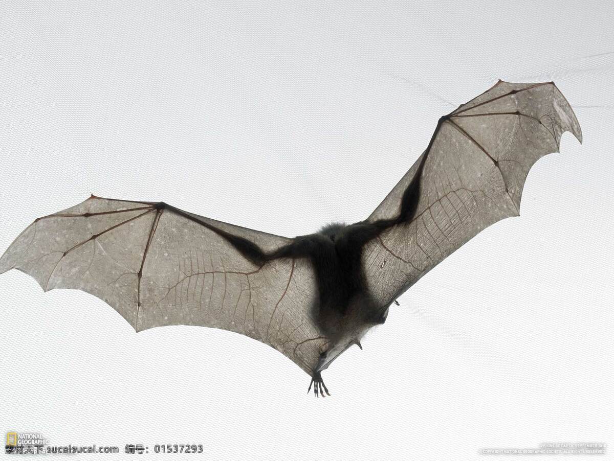 蝙蝠 飞翔中的蝙蝠 昆虫 生物世界 白色