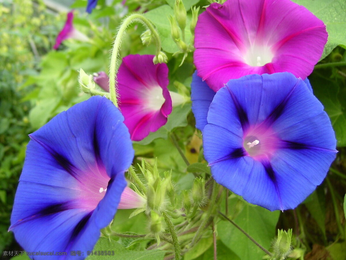 高清牵牛花 牵牛花 蓝色花朵 紫色花朵 喇叭花 花朵 鲜花 绿叶 蔓藤 植物 花卉 花草 植被 生物世界