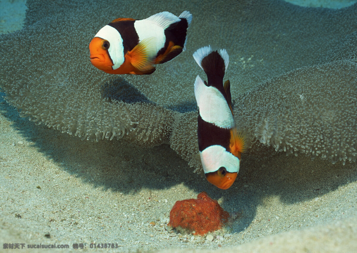 小丑鱼 珊瑚礁 海洋世界 海底 海底生物 海洋 海洋生物 生物世界