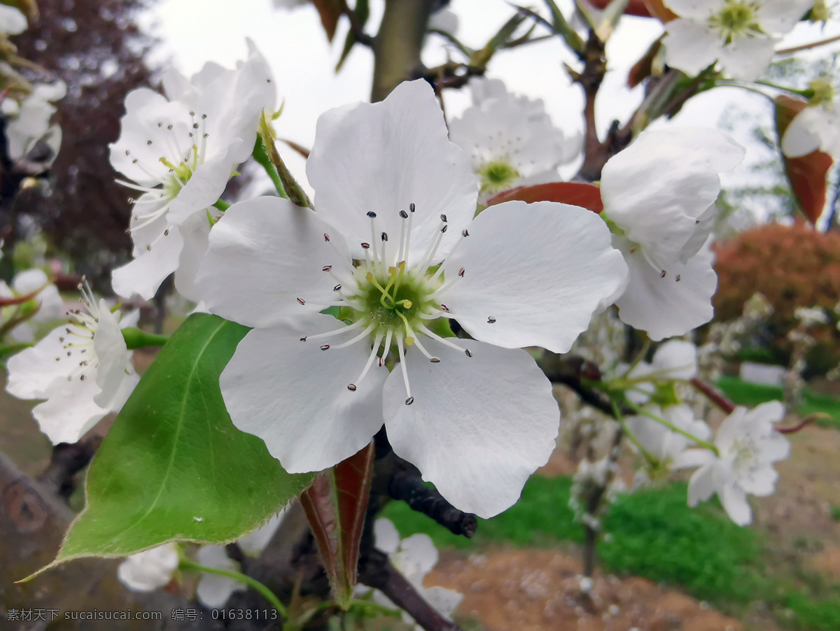 春天 白色 梨花 盛开 绿色 自然景观 自然风景