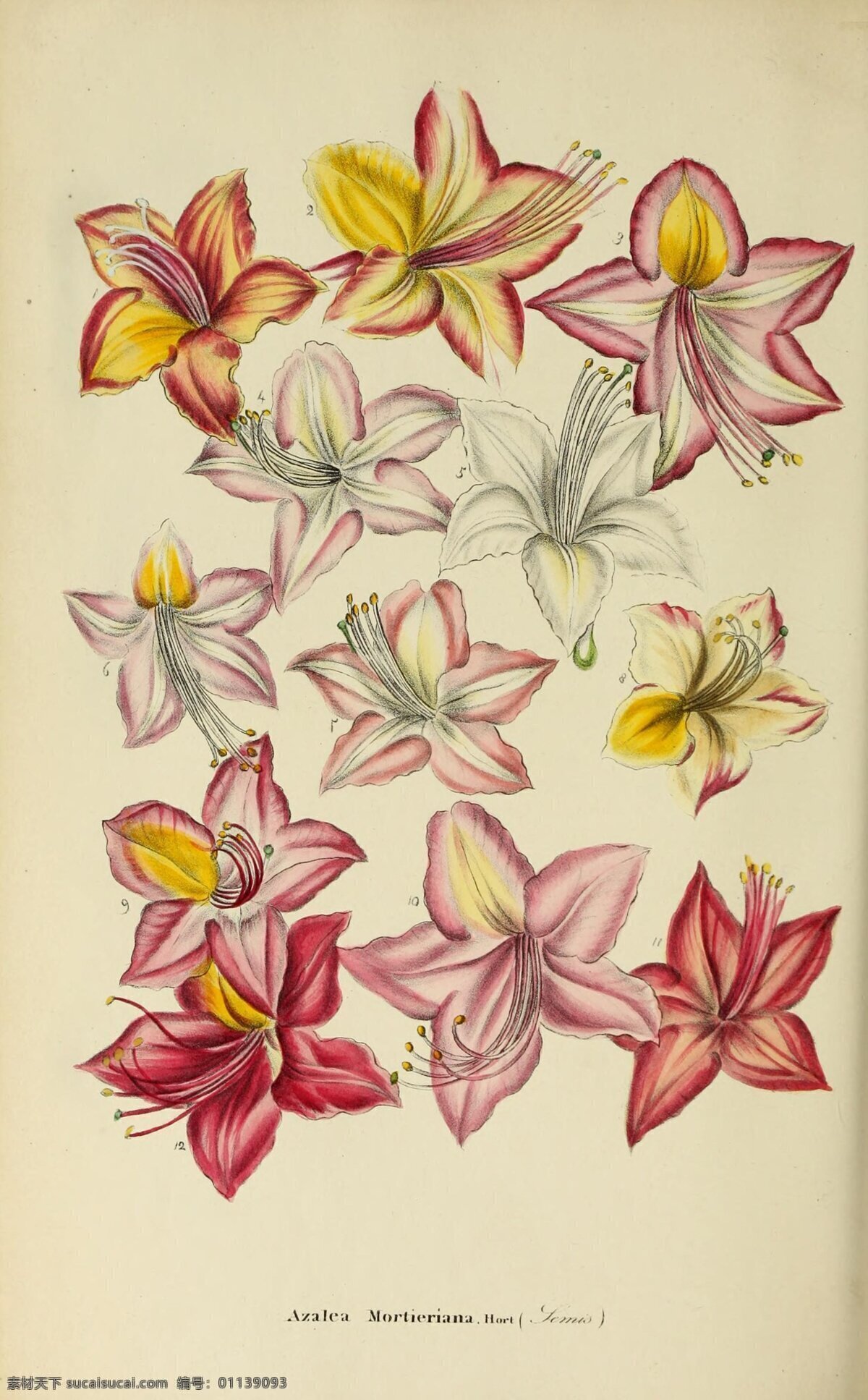 绘画花卉 绘画 花卉 花 叶子 植物 艺术 视觉 冲击 想象 美丽 色彩 艳丽 品味 静物 装饰 装饰画 画 水彩 水彩画 文化艺术 美术绘画