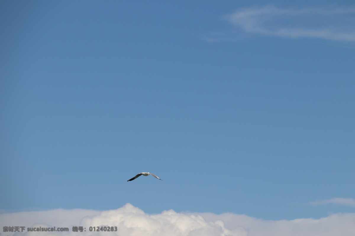 飞翔的鸟 天空 飞鸟 飞翔的海鸥 自然 蓝天 白云 自然景观 自然风景