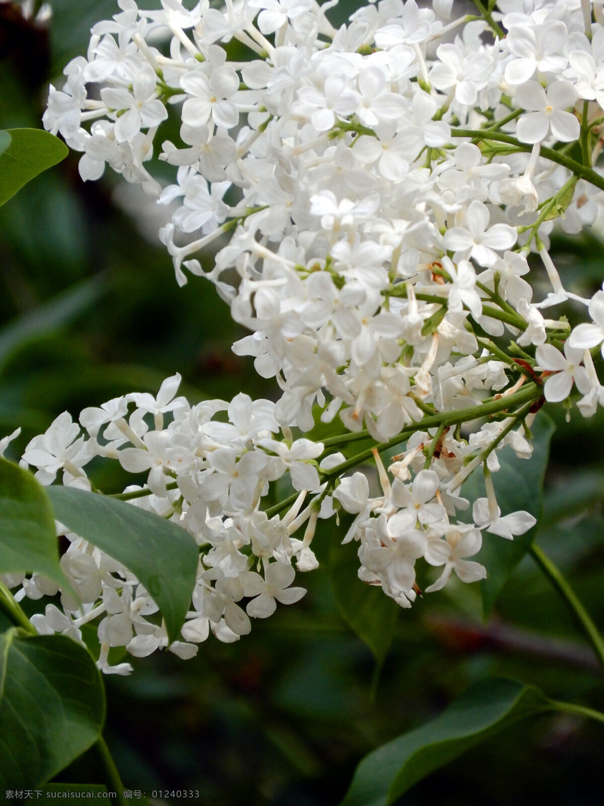 丁香花 花草 鲜花 白丁香 绿叶 春天 盛开 生物世界