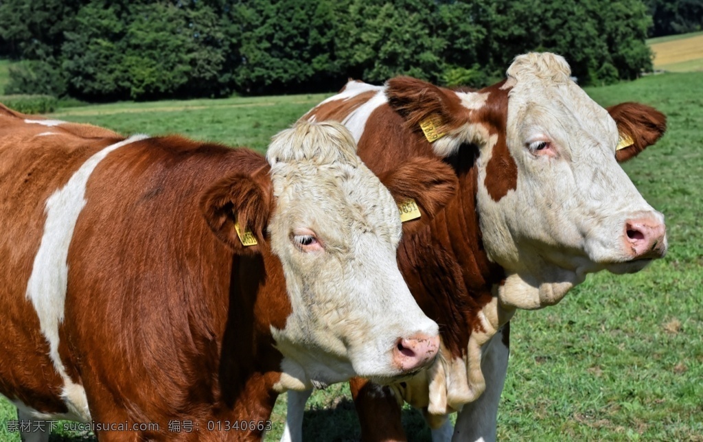 奶牛图片 牲畜养殖 黄牛 老牛 小牛 野牛 牛犊犊子 红牛 水牛 牦牛 肉牛 畜生 牲畜 奶牛养殖 吃苦耐劳的牛 耕牛 养殖肉牛 牛 圈养 草原 蓝天 白云 草地 肉牛养殖 陇上红牛 绿色 春天 奶牛散养 平凉红牛 蓝天白云 绿草地 高清 绿草 红牛养殖 斗牛 草原奶牛 黄牛养殖 奶牛屠宰 奶牛挤奶 孺子牛 骏驰原野 生物世界 家禽家畜