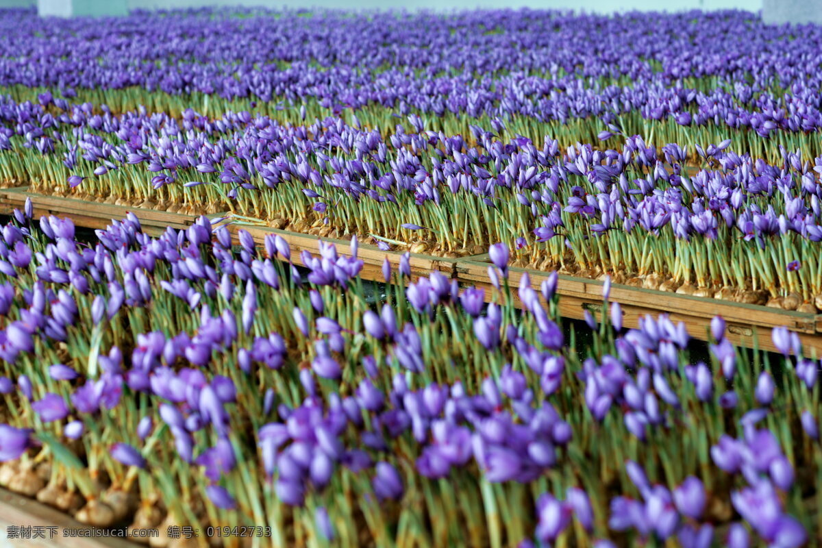 藏红花 西红花 红花 原创 番红花 花草 生物世界