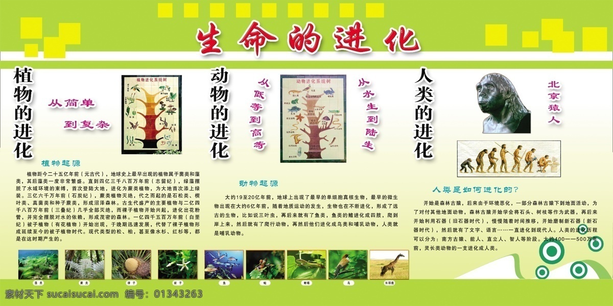 草 长颈鹿 广告设计模板 花 绿色背景 鸟 树木 源文件 生物 进化 历程 展板 猿人 中文字 生物进化 展板模板 其他展板设计
