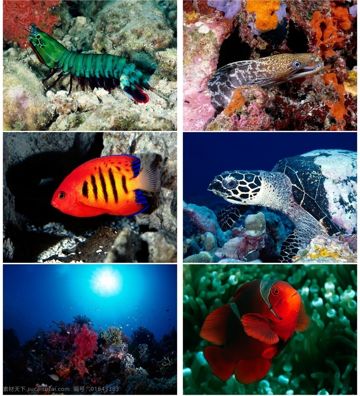 海洋生物背景 海洋 生物 鱼类 背景 黑色