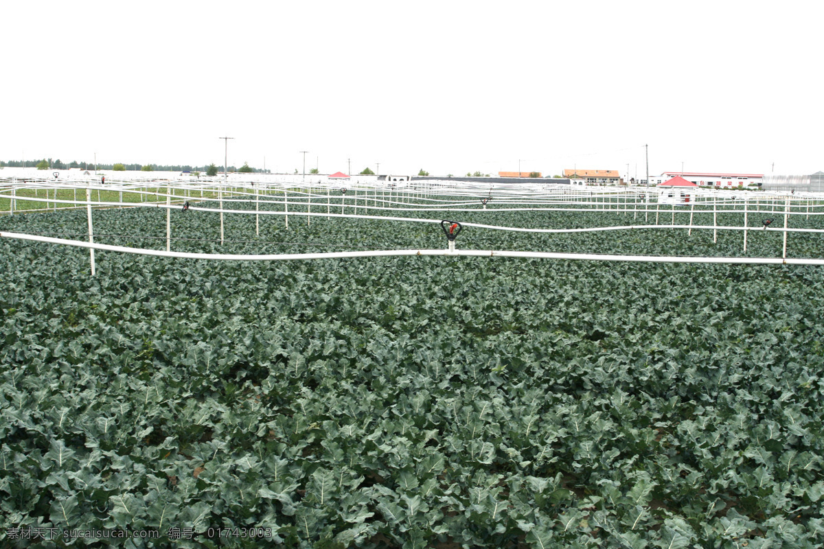 农业 节水 现代科技 农业节水 农业生产 蔬菜种植基地 蔬菜种植 大萝卜种植 节水灌溉 矢量图 日常生活