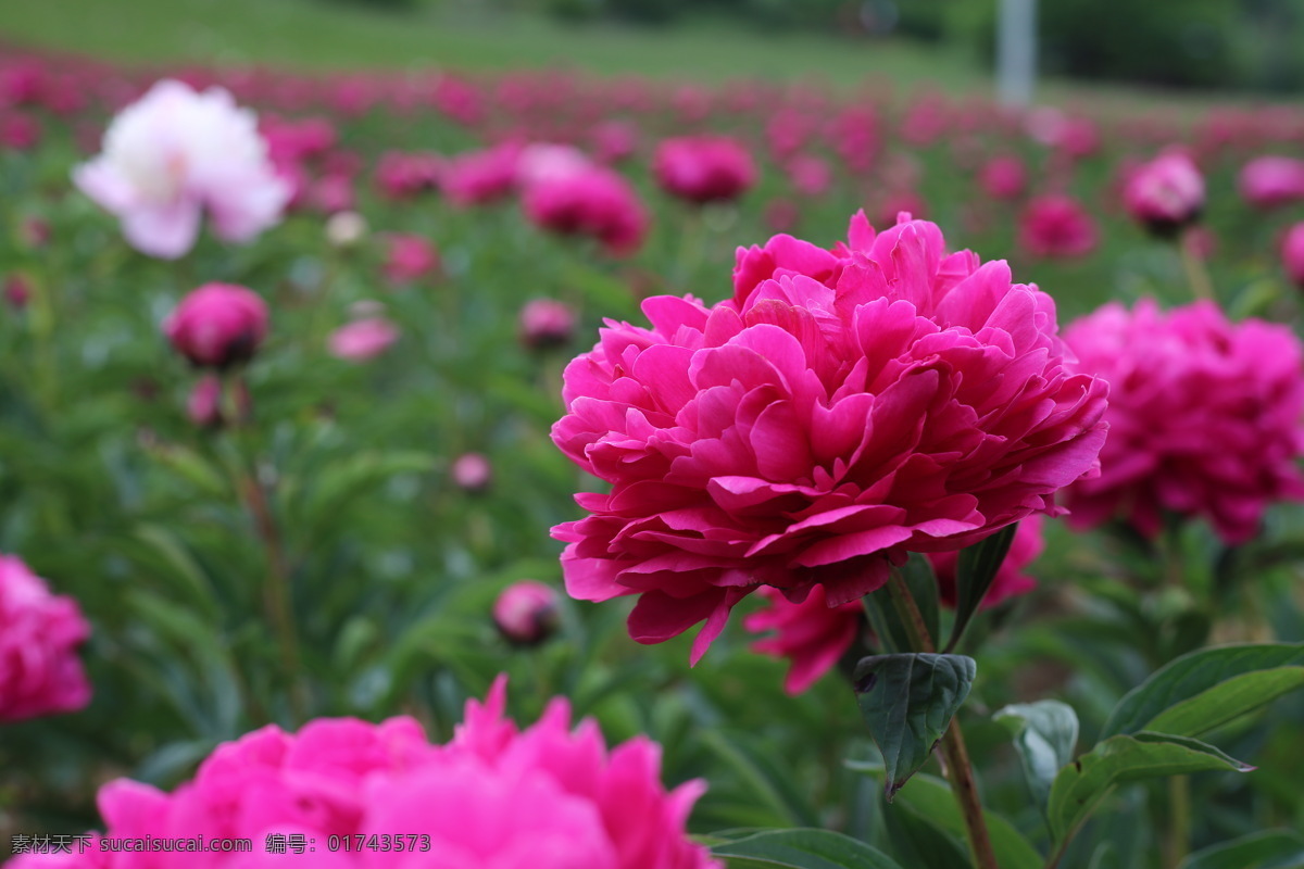 鲜花 牡丹花 牡丹花实景 红牡丹 自然景观 风景名胜