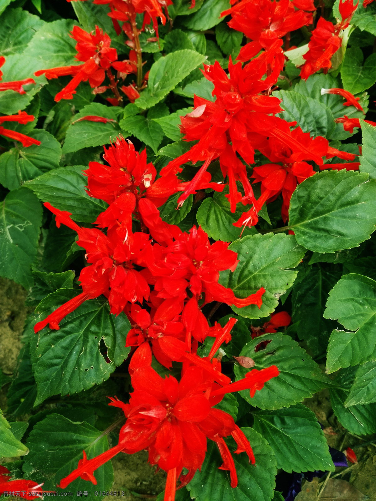 一串红 爆仗红 象牙红 串红 红花 红色 红 大花 花朵 鲜花 花 花枝 花丛 花叶 绿叶 叶子 叶 绿色 绿化 园艺 花园 花圃 花苑 观赏 花香 花卉 花草 植物 生物世界 春天 春日 盛开 绽放 浪漫 高清 230pi 摄影花卉