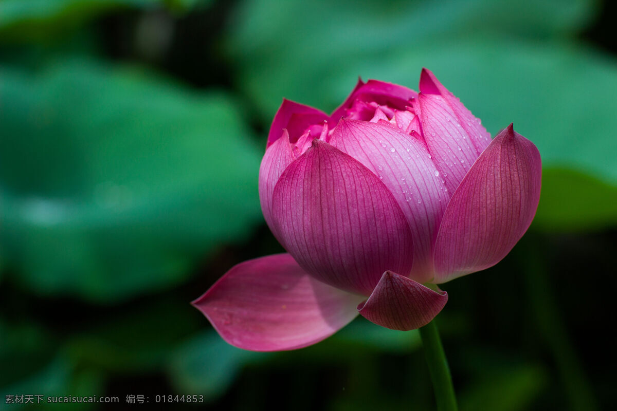 荷花 粉红色 花苞 水生植物 花卉 摄影原创 生物世界 花草