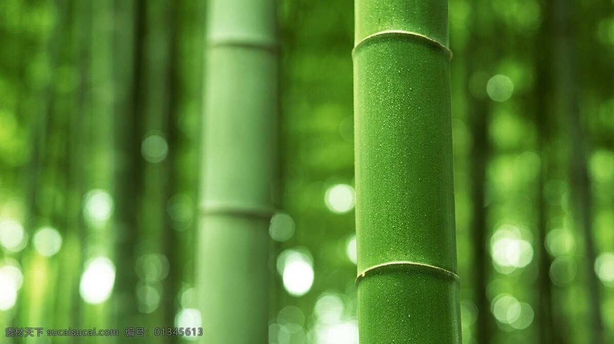 竹子 绿竹 竹竿 植物 黄槽竹 刚竹 建筑材料 楠竹 竹节