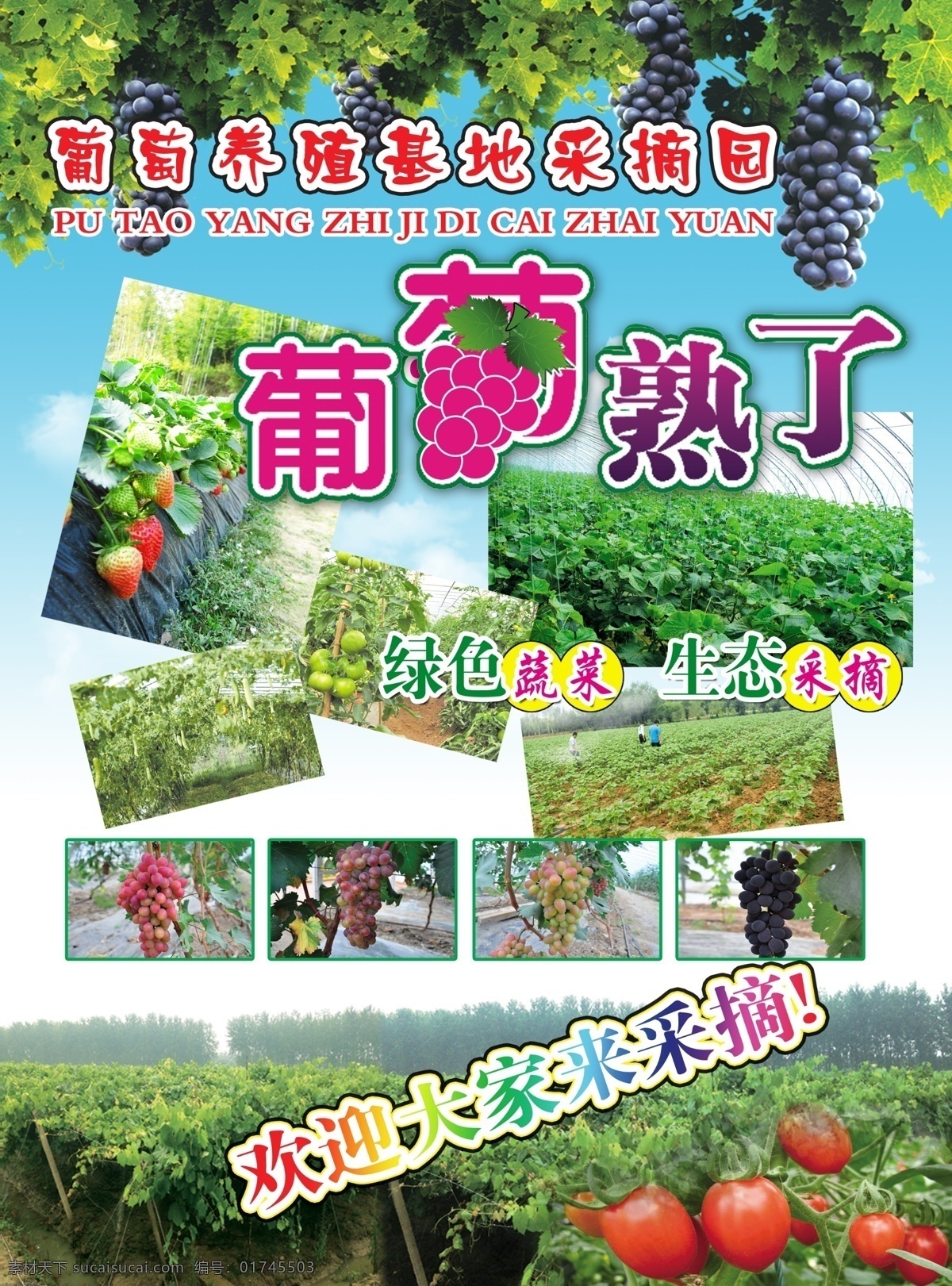 采摘园 葡萄熟了 养殖基地 绿色蔬菜 生态园 草莓 大棚 瓜果 西红柿 兰天白云 种植基地 树林 分层