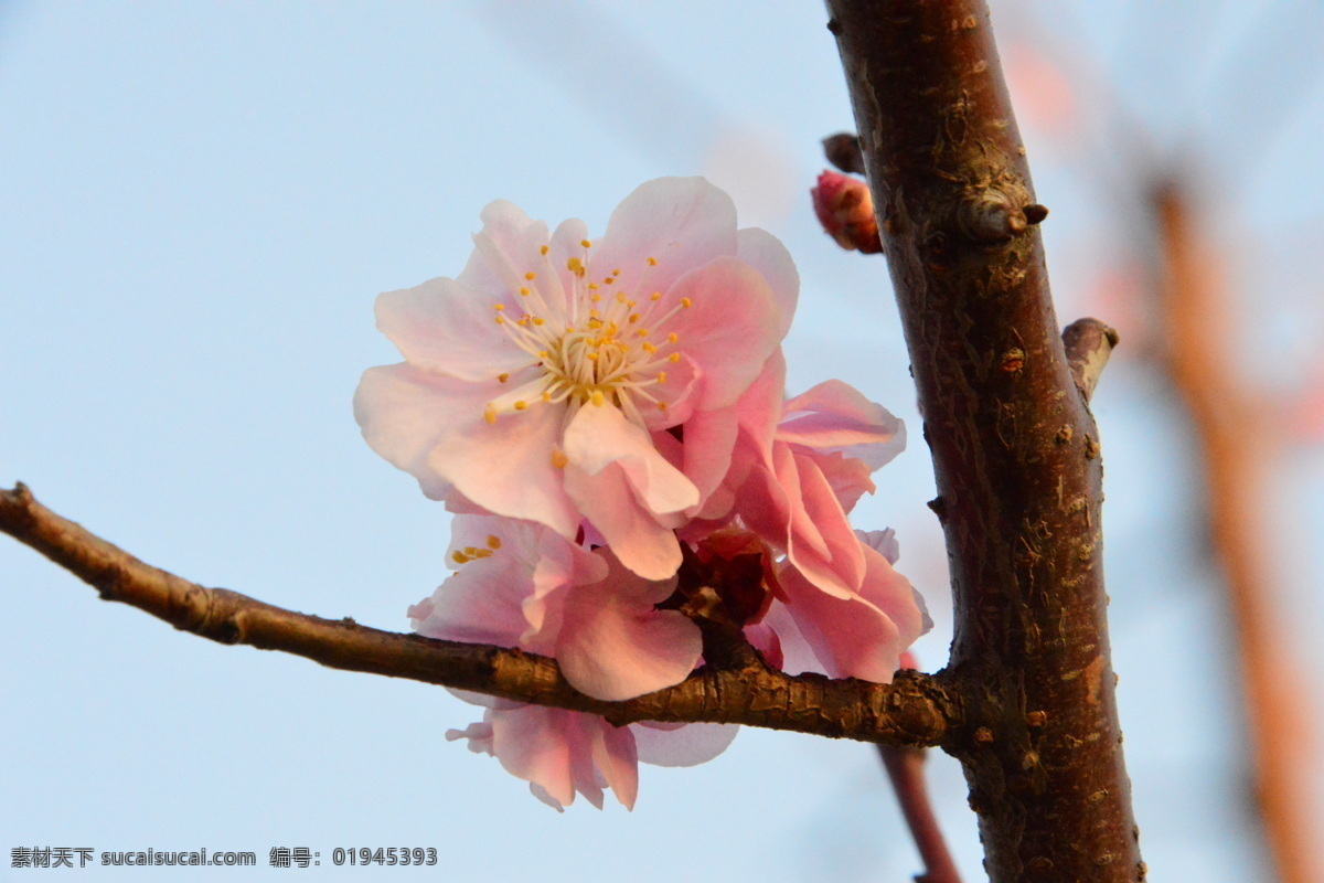 梅花 酸梅 黄仔 合汉梅 花朵 花瓣 花蕊 花儿 花卉 枝叶 绿化景观 榆叶梅腊梅 生物世界 花草