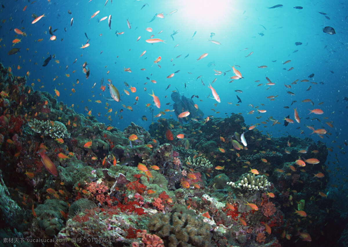 海洋生物 海底世界 海洋 礁石 生物世界 鱼 鱼类 珊蝴礁石 珊蝴 海底景色