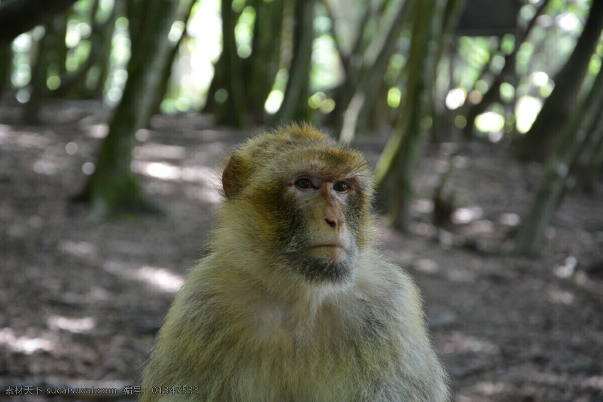 机灵 调皮 猴子 调皮的猴子 机灵的猴子 猕猴 野猴子 野生动物 保护动物 珍惜动物 动物世界 动物园 生物世界
