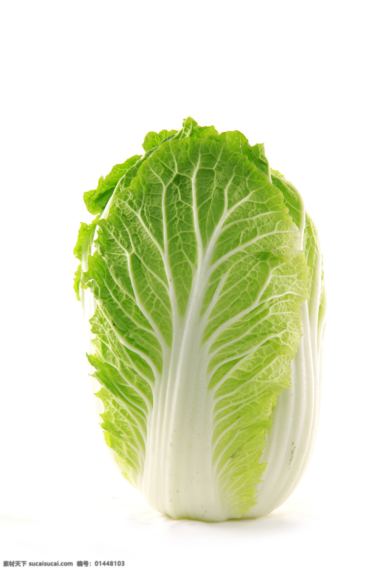 白菜 高清图片 白菜特写 蔬菜 大白菜 生物世界