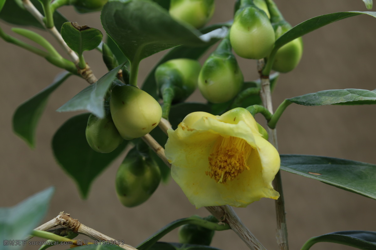 金花茶 山茶花 黄色山茶 花卉 花儿 花草 植物 园林绿化 绿化景观 花朵 花蕊 花卉大观园 生物世界