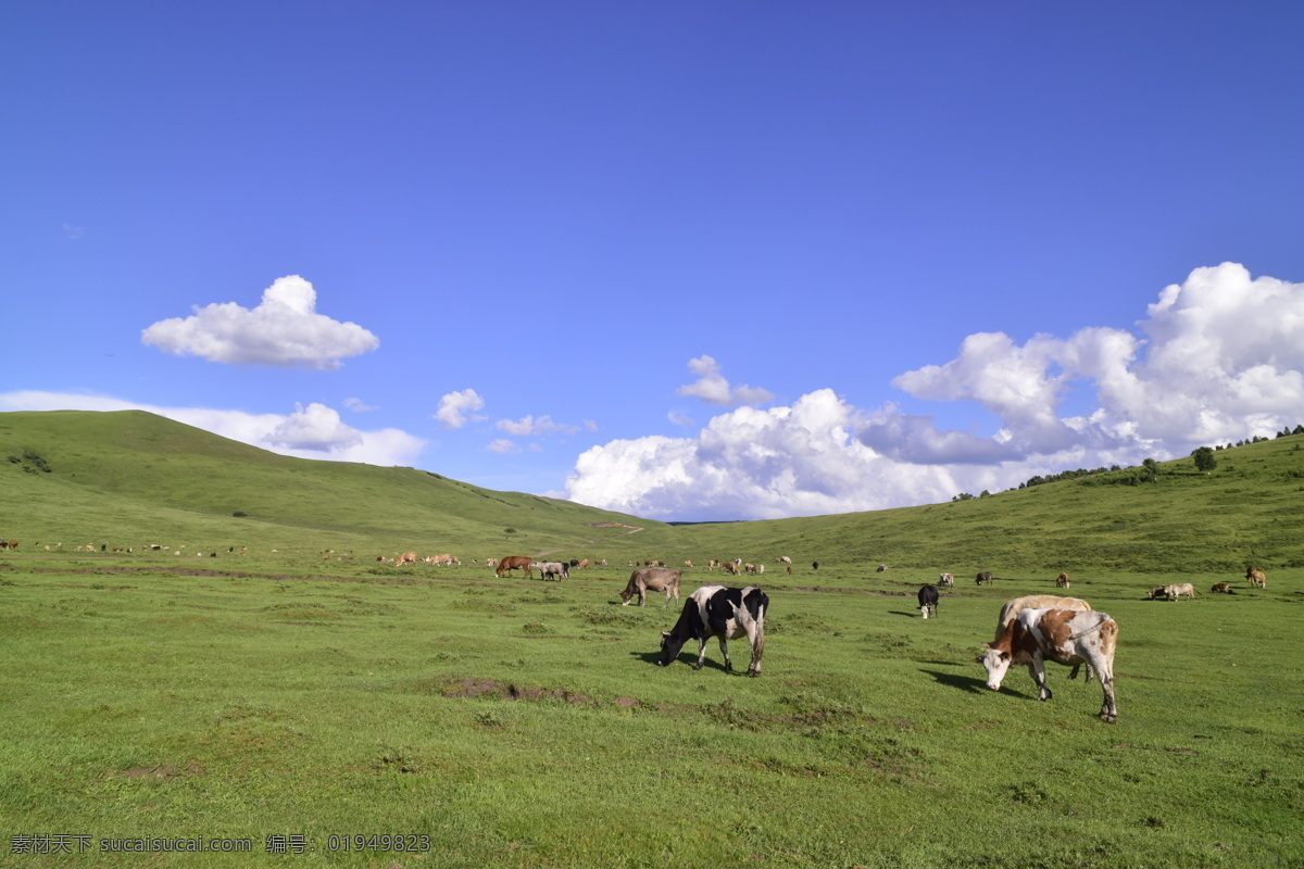 草原风光 草原 牛羊 蓝天 白云 牧羊 牛羊成群 坝上草原 奶牛 自然景观 自然风景