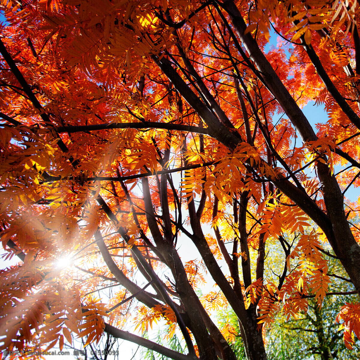 太阳光 穿过 红色 树叶 阳光 红色树叶 秋天 树木 树林 野外 风景 自然风景 自然景观 黑色