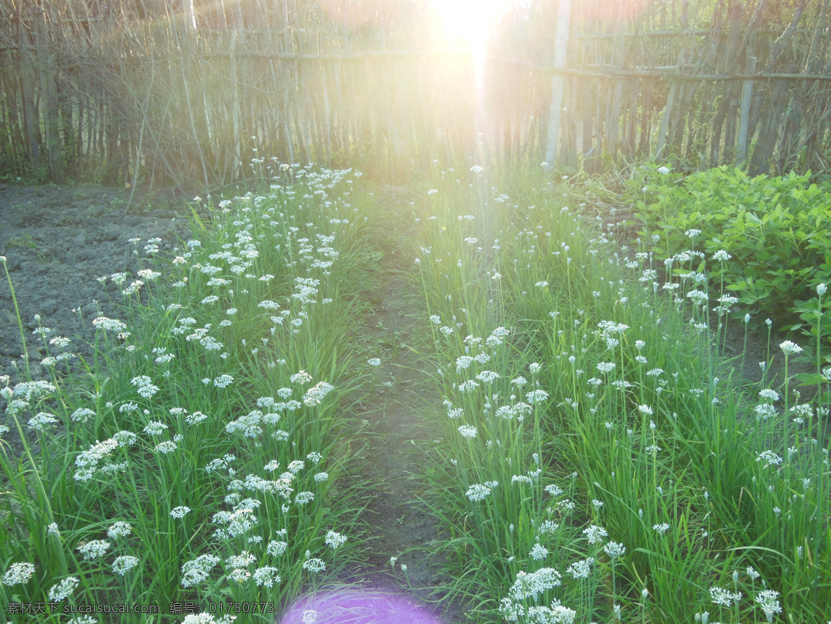 韭菜 菜地 生物世界 蔬菜 韭菜花 韭菜地 风景 生活 旅游餐饮