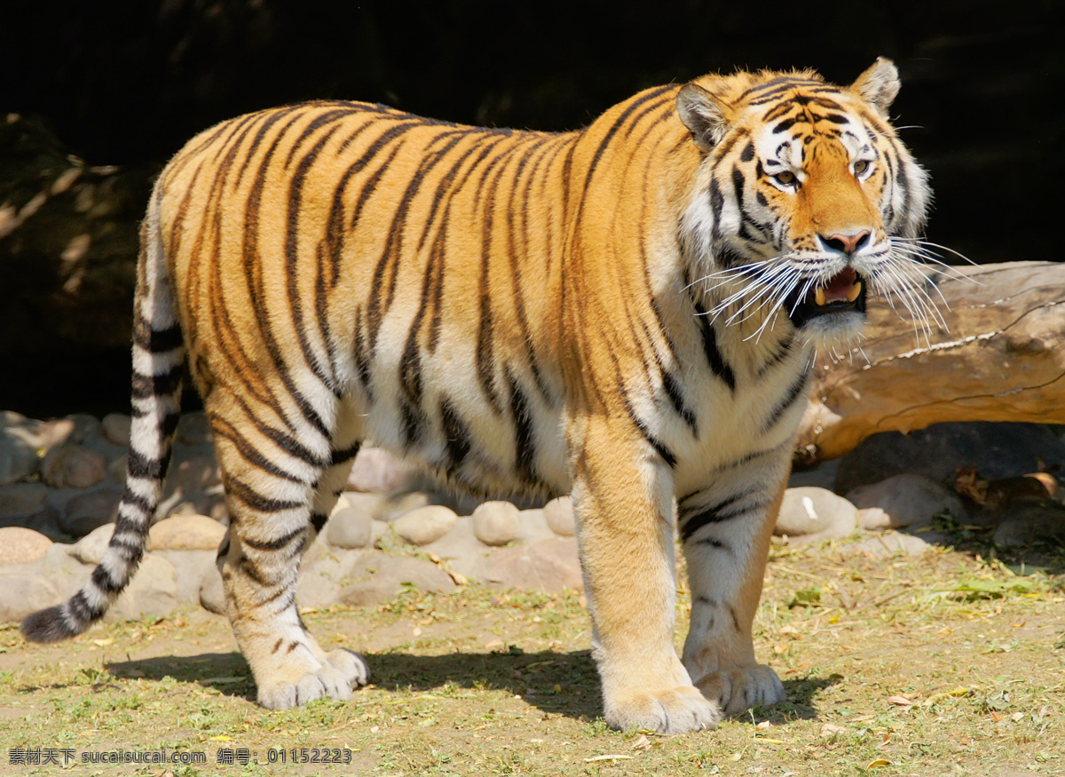 老虎图片素材 老虎 虎 生物世界 野生动物 动物 陆地动物