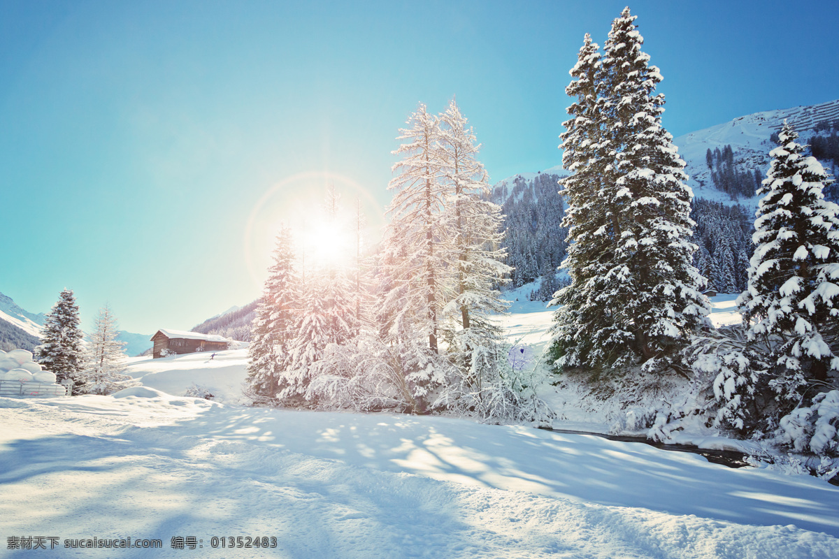 雪松 雪地 松树 雪山 大雪 自然景观 树木树叶 生物世界